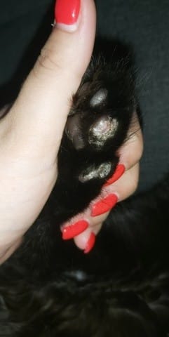 Mon chaton a les coussinets abîmés, que dois-je faire ?