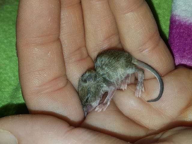 Tres petite souris prenommée Biscotte