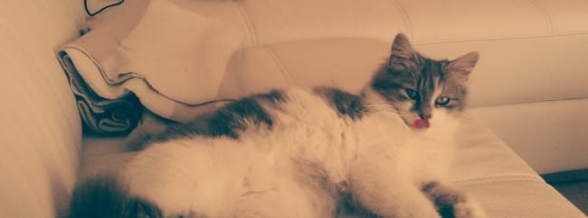 la race de mon chat