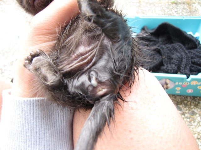 URGENT besoin d'aide !!!! Mon chat risque de mourrir