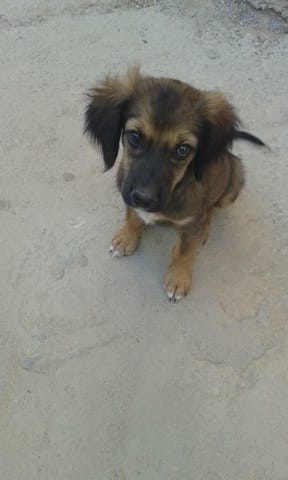 Quel race de chien ??