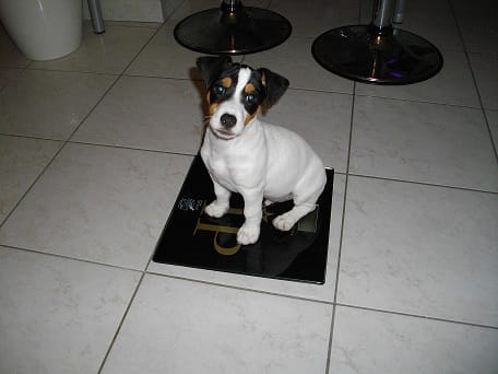 mon chiot n'est plus propre ?