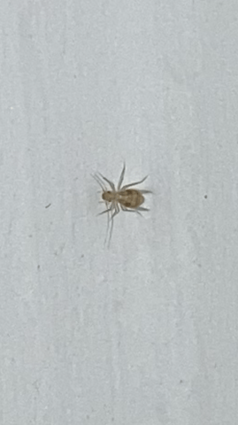 Insecte litière chat. araignée? autre?