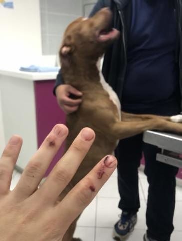 Attaque chien besoin avis