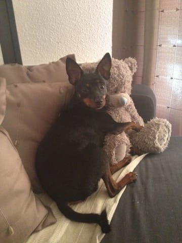 Mon chien me grogne et me chique ...