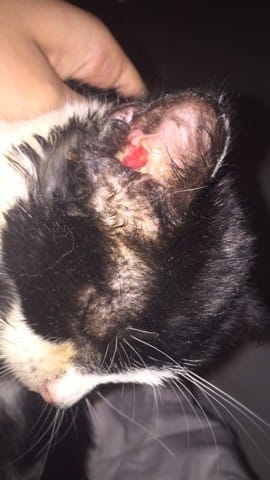 boule rouge dans l’oreille de mon chat