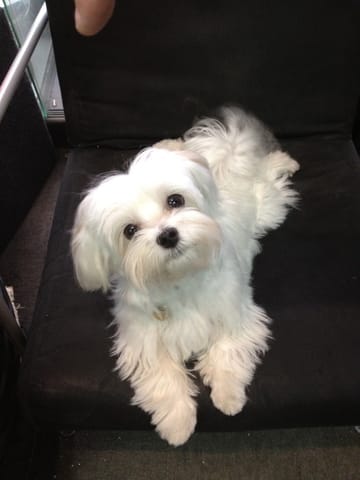Nettoyer les yeux des bichons