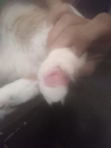 Comment soignée cette infection de la patte ?