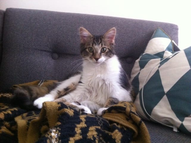 De quelle race est mon chaton ?