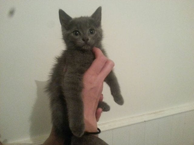 Un nom original pour mon petit loulou