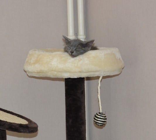 Berlioz à la maison