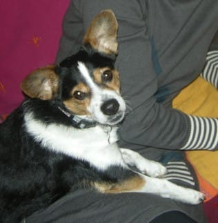 concour de photo chienchien