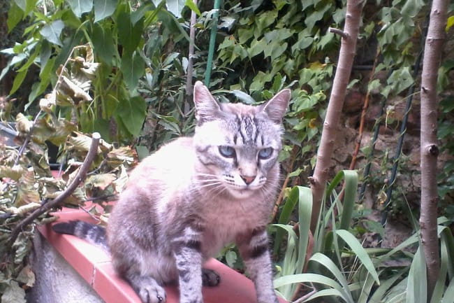 Qu'elle est cette race de chat ?