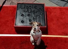 UGGIE : Le chien acteur de « The Artist »