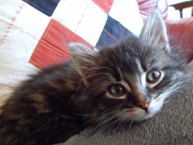 Mon amour de "bâtarde" est un peu typé ?