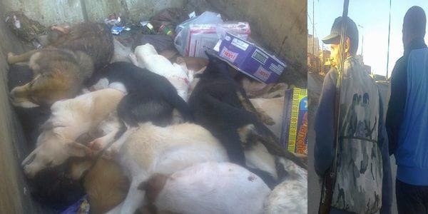 L’état marocaine a déclaré la guerre contre les pauvres chiens errants au maroc