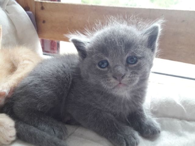 Croisé Maine coon?
