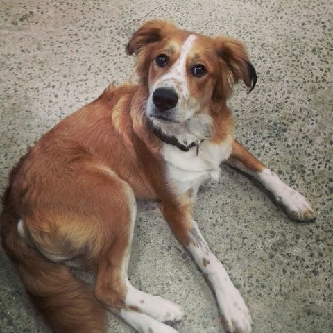 Quel est le croisement de mon chien ?