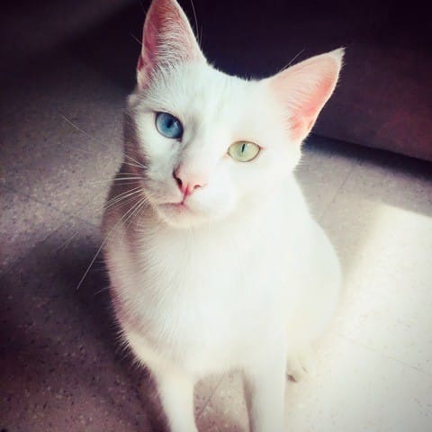 Mon chat sourd miaule h24 depuis quelques semaines.