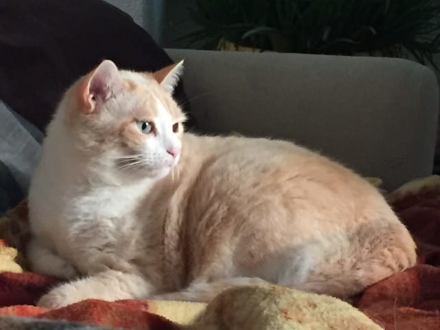 Le chat des voisins?