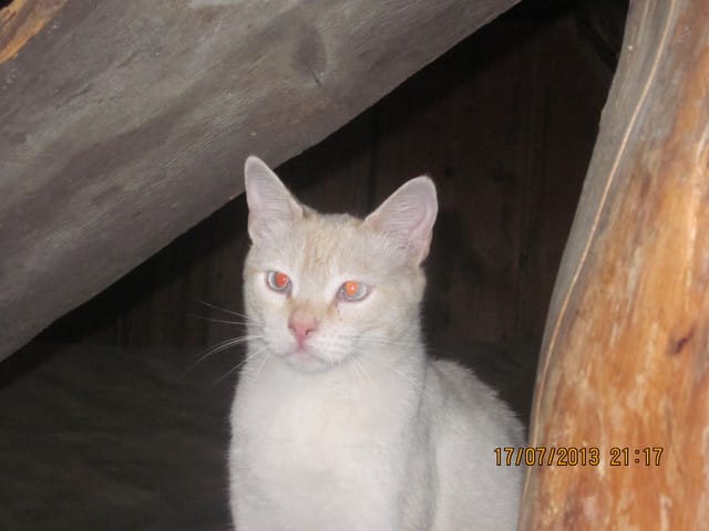 Surpopulation de chats : Votre avis 