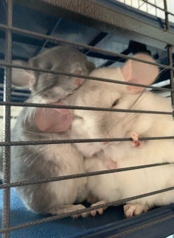 Domination chinchillas mâles?