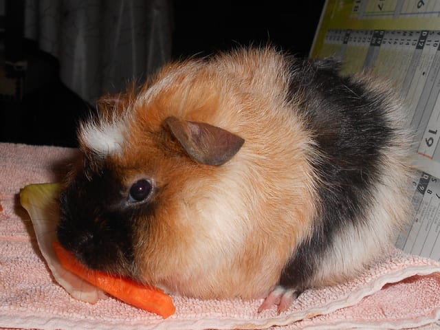 mon cochon d'inde seul ...