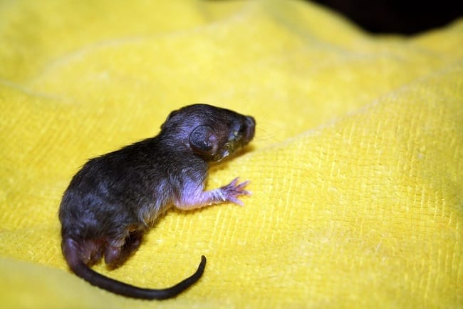 rat ou souris ? 
