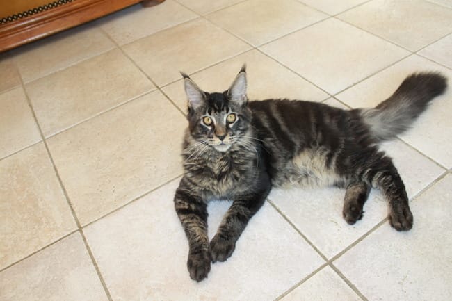 couleur de mon maine coon?