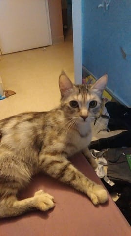 Mon chat est-il un mau égyptien ?