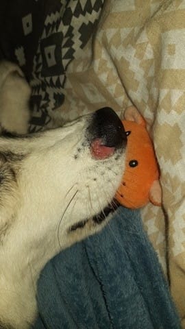 Czerwona plama na pyszczku psa