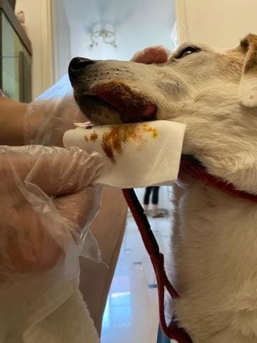 Tumeur phase terminale chien