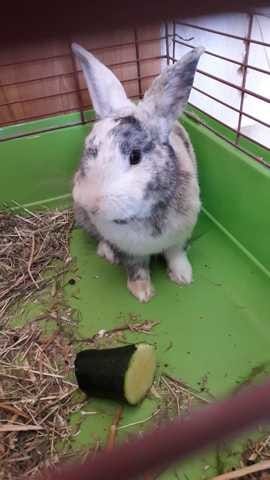 Comment vont vos lapins?