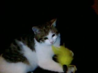 Emission sept a huit sur le trafic de chiens