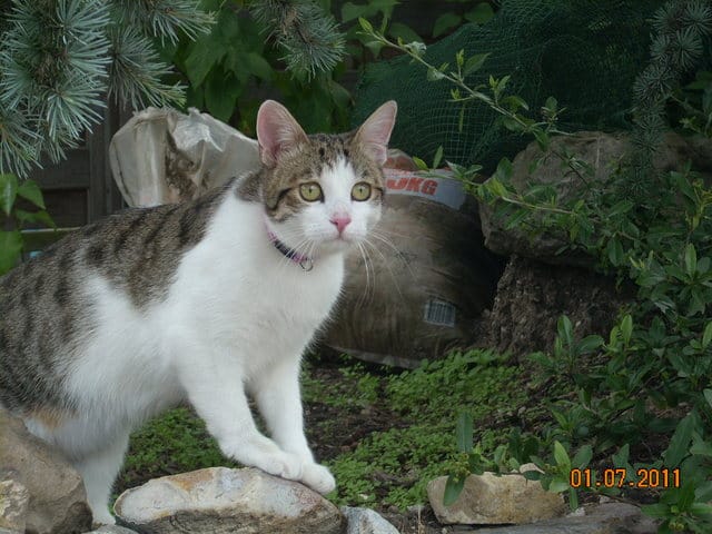 noel