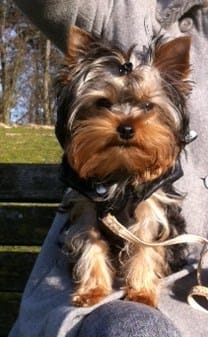 produits pour oreilles et yeux du chien