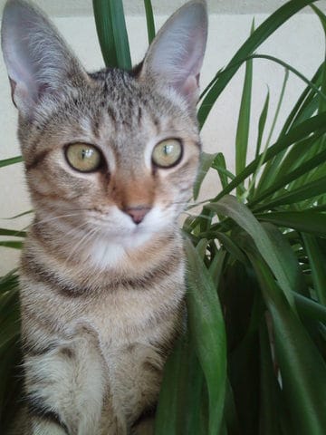 chat de gouttière