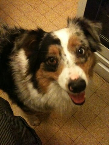 Donne Femelle Berger Australien