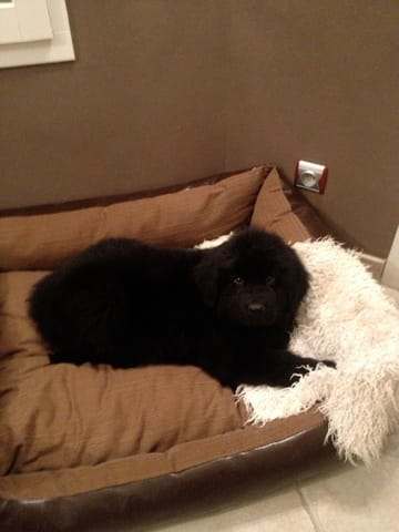 Questions sur mon nouveau chien :) (bonus : photos !)