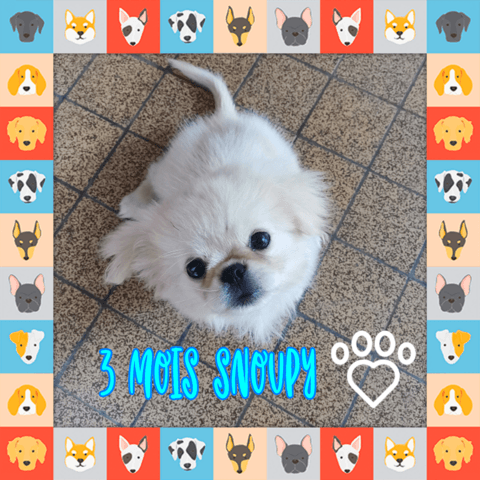 Besoin comprendre la race de mon chiot