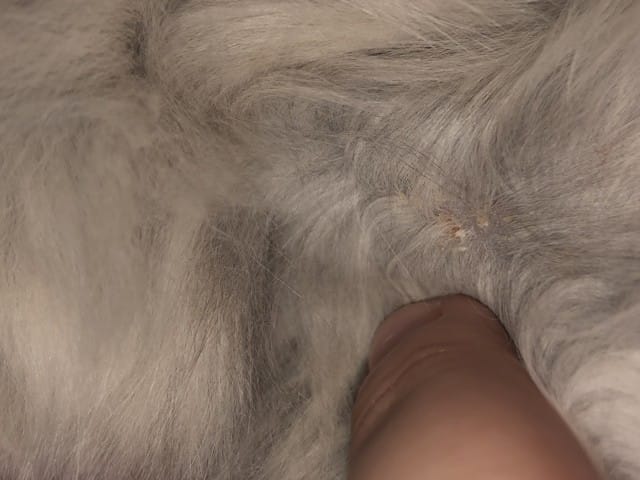 Croute dans le cou de mon chaton