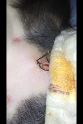 Stérilisation, cicatrisation inquiétante