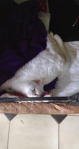 Aidez nous pour un fauteuil roulant pour souky