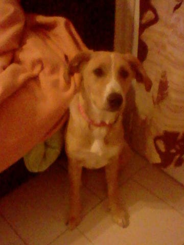 qu'elle race est ma chienne ?