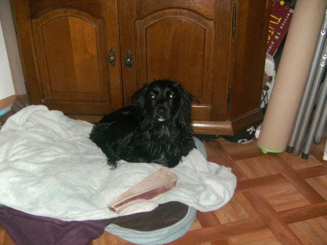 mon chien fait ses besoins dans la maison lorsque je le laisse seul