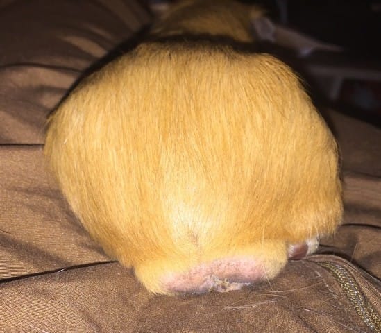 mon chon a t il les testicules gonflées ?