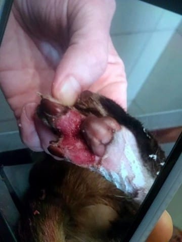 Blessure patte arriere, bandage ? Collerrette, lechage...