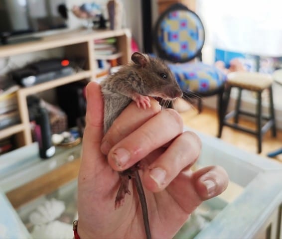 Souris trouvée : sauvage ? Domestique ?
