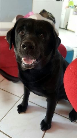 nos labrador