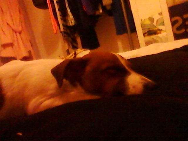 Promenade pour nos loulous